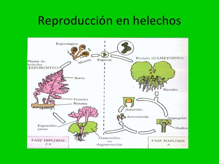 Acosta gneiss radiometric dating technique Helechos reproduccion asexual imagenes